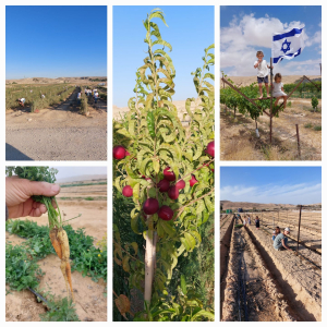 משק גליקסברג בהרי הנגב