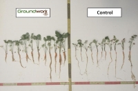 לאחר שלוש שנות ניסוי בעולם חברת  Groundwork BioAgממושב מזור מציגה תכשירי פטריות מיקוריזה המשפרים את הגידול החקלאי!