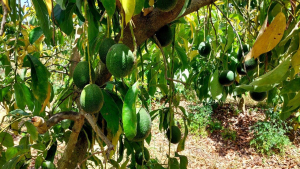 אבוקדו מסוג ריד במטע של חקלאי גרנות