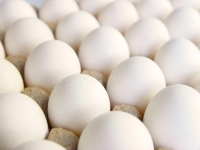 סקר צרכנים מקיף של משרד החקלאות קובע: 55% מהציבור סומכים על הממשלה שתמנע מחסור בביצים במקרה של סגר נוסף, לעומת 18% בלבד החוששים ממחסור