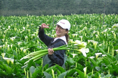משרד החקלאות תמך במתנדבים בחקלאות בהיקף של למעלה מ-28 מיליון ₪ בשנת 2020