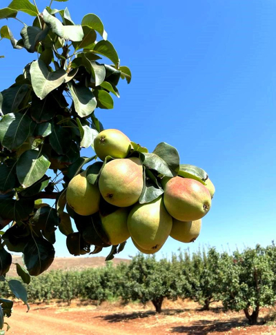 מטעי אגס בצפון