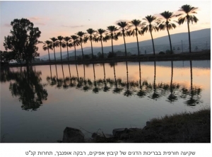 בשורה למגדלי הדגים בישראל - ועדת הכספים דחתה את המשך מתווה הורדת המכס בענף