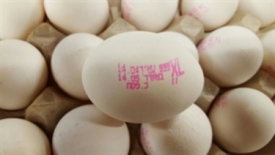 ⁨רשת ביטחון ליבוא ביצים מחו&quot;ל להקטנת הסיכון וחוסר הוודאות של יבואני הביצים⁩