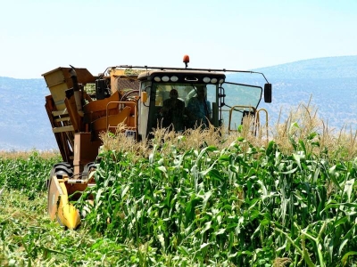 קטיף התירס בשטחי החברה לפיתוח הגליל  בעמק החולה