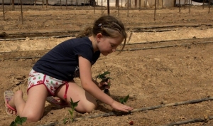 למרות החום ואחרי חודשיים של סניטציה מוקפדת: החלה עונת שתילת הפלפל בחממות הערבה התיכונה הצפי- מעל 90 אלף טון פלפל לייצוא