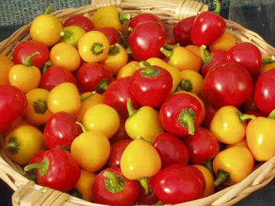 החקלאים על ייבוא העגבניות: &quot;אין ציונות, אין ביטחון תזונתי למדינת ישראל. זה פשע&quot;