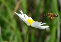 סטרטאפ ישראלי לשיפור ביצועי הדבורים גייס 4 מיליון דולר