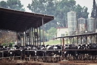 שר החקלאות הורה על קיצוץ דרמטי במכסות החלב