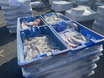 מפקחי משרד החקלאות סיכלו ניסיון הברחת 13(!!) טון דגים ופירות ים מעזה לישראל