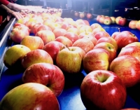 תפוחים ורימונים לראש השנה: במו&quot;פ צפון והחברה לפיתוח הגליל פיתחו ואקלמו זני פטנט חדשים של רימונים ותפוחים