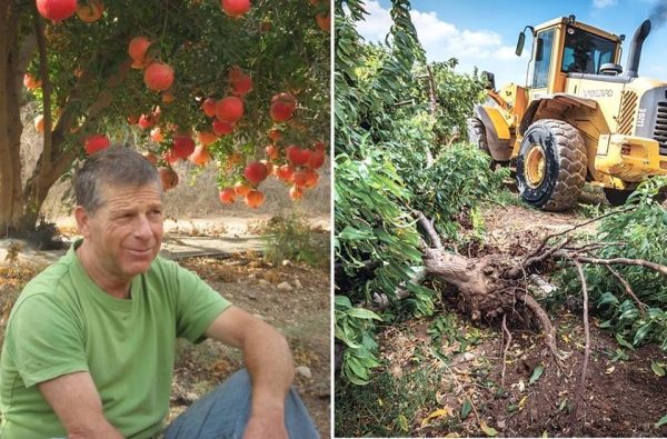 &quot;חיסלתי את מפעל חיי - 7,500 עצים נעקרו מול עיני&quot;