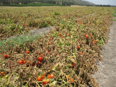 ‎⁨נזקי חום בעגבניות לתעשייה⁩