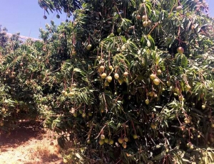 מחקר חדש במו&quot;פ ערבה תיכונה: מנגו מתוק ואיכותי כבר באביב!