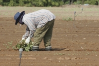 אושר בכפוף לרביזיה שתידון בעוד חודשיים: מעסיק בענף החקלאות יפריש כספים עבור תנאים סוציאליים לעובד זר