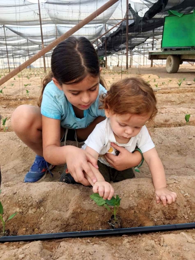 דפנה ונדב פוליבודה מסייעים להוריהם בשתילת שתילי הפלפל הראשונים בחממות החקלאיות המשפחתיות בערבה התיכונה לקראת החורף 