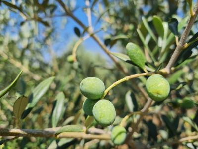 שמן זית באשכול בית הכרם 