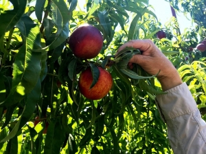 שני זני נקטרינה חדשים אוקלמו על ידי חוקרי החברה לפיתוח הגליל ומו&quot;פ צפון!