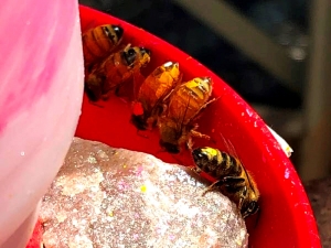 ‎⁨דבורים מסומנות בצהוב מתוך המחקר⁩