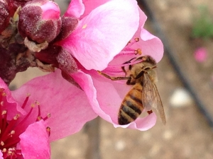 דבורת הדבש בהאבקה